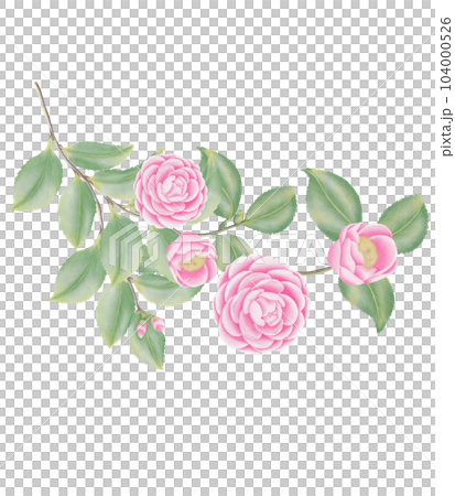 Watercolor camellia flowers and buds 104000526