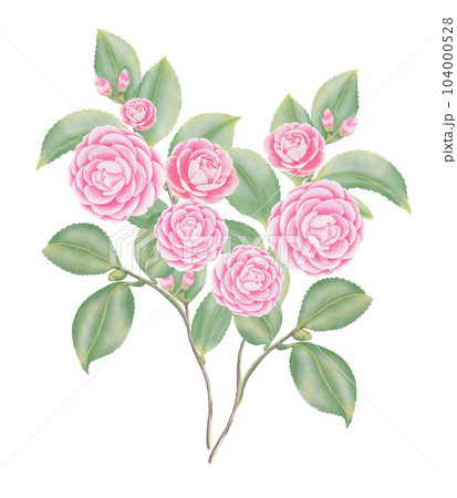 Watercolor camellia flowers and buds 104000528