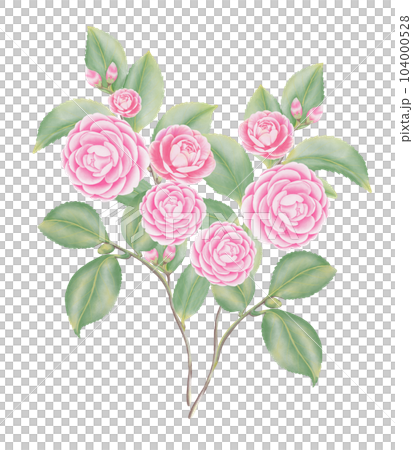 Watercolor camellia flowers and buds 104000528