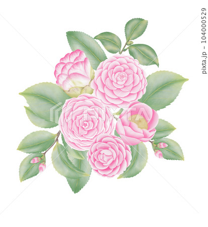 Watercolor camellia flowers and buds 104000529