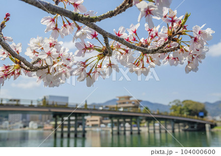 桜と瀬田の唐橋 桜と瀬田の唐橋 104000600