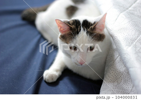 Daily concept of Japanese Bobtail cat living at home 104000831