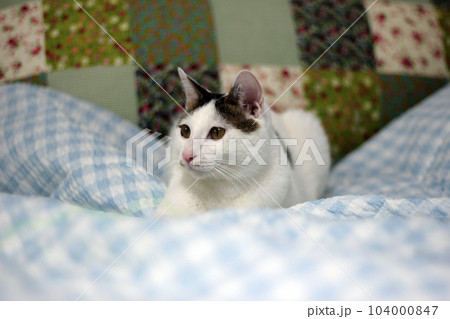 Daily concept of Japanese Bobtail cat living at home Daily concept of Japanese Bobtail cat living at home 104000847