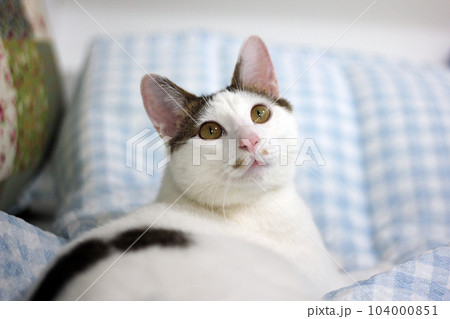 Daily concept of Japanese Bobtail cat living at home Daily concept of Japanese Bobtail cat living at home 104000851
