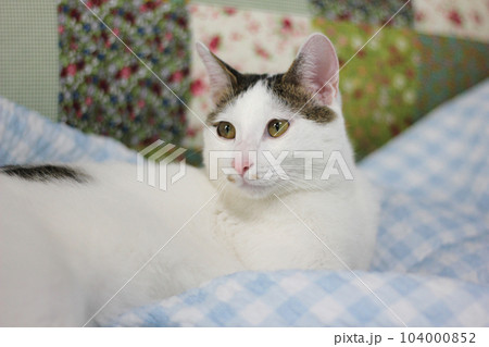Daily concept of Japanese Bobtail cat living at home Daily concept of Japanese Bobtail cat living at home 104000852
