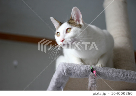 Daily concept of Japanese Bobtail cat living at home 104000860