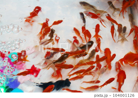 金魚すくい 金魚すくい 104001126