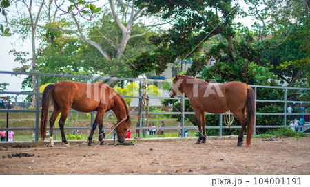 Two horses in the stable of Dharmapala park in Galle. Two horses in the stable of Dharmapala park in Galle. 104001191