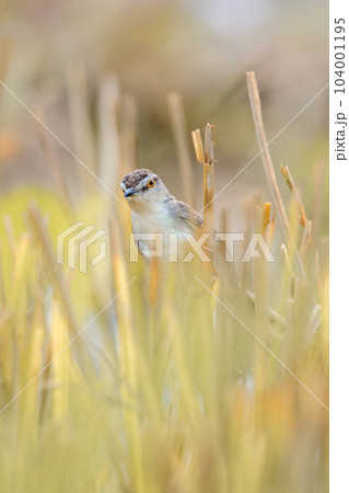 Plain wren-warbler bird foraging in the paddy field reeds in the morning. Plain wren-warbler bird foraging in the paddy field reeds in the morning. 104001195