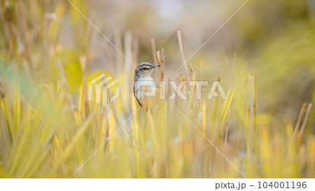 Plain wren-warbler bird foraging in the paddy field reeds in the morning. 104001196