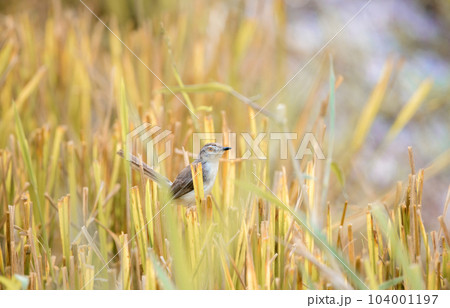 Plain wren-warbler bird foraging in the paddy field reeds in the morning. Plain wren-warbler bird foraging in the paddy field reeds in the morning. 104001197