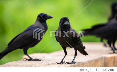 A bunch of House crows searching for food on a concrete wall. 104001206
