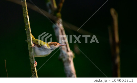Cute Common Tailorbird foraging early in the morning, soft morning light shines on bird's feathers. 104001213