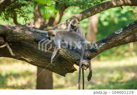 Pair of tufted gray langur monkeys resting on a tree, grooming each other. 104001229
