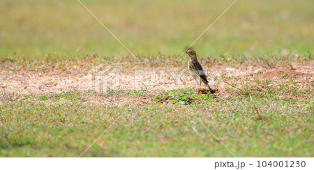 Oriental pipit trekking on the grassland in the middle of a very hot day. 104001230