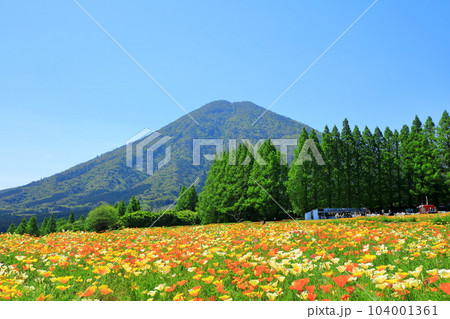 花の駅生駒高原　生駒富士と満開のカリフォルニアポピー 104001361