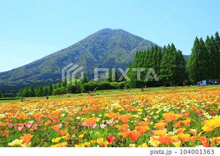 花の駅生駒高原　生駒富士と満開のカリフォルニアポピー 104001363