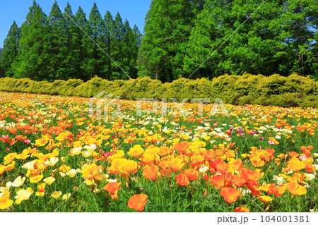 花の駅生駒高原 満開のカリフォルニアポピー 花の駅生駒高原 満開のカリフォルニアポピー 104001381