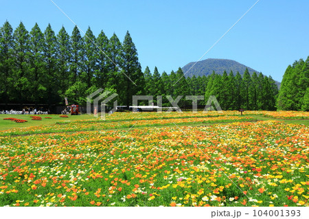 花の駅生駒高原 満開のカリフォルニアポピー 花の駅生駒高原 満開のカリフォルニアポピー 104001393