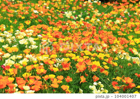 満開のカリフォルニアポピー　 104001407