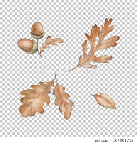 Set of fall oak leaves and acorns. Woodland design element. Aquarelle brown autumn leaf and nut. Watercolor hand drawn illustration for wall stickers, posters, invitation and greeting cards. 104001712