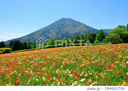 花の駅生駒高原　生駒富士と満開のアイスランドポピー 104001784
