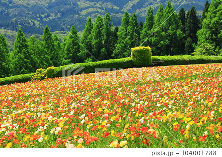 花の駅生駒高原　満開のアイスランドポピー 104001788