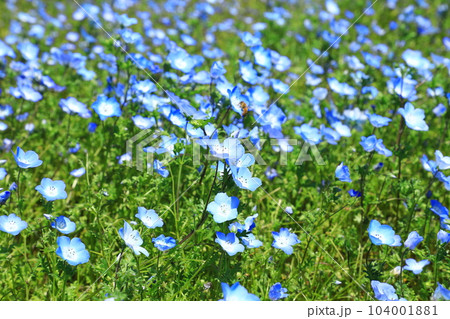 花の駅生駒高原　満開のネモフィラの花 104001881