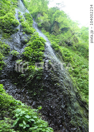 シワガラの滝（兵庫県指定名勝） への道中 ／ 小又川渓谷【兵庫県新温泉町海上・山陰海岸ジオパーク】 104002234