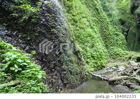 シワガラの滝(兵庫県指定名勝) への道中 / 小又川渓谷【兵庫県新温泉町海上・山陰海岸ジオパーク】 シワガラの滝(兵庫県指定名勝) への道中 / 小又川渓谷【兵庫県新温泉町海上・山陰海岸ジオパーク】 104002235