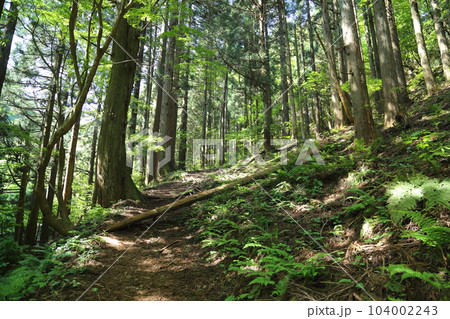 シワガラの滝（兵庫県指定名勝） への道中 ／ 小又川渓谷【兵庫県新温泉町海上・山陰海岸ジオパーク】 104002243