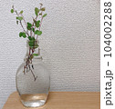 空き瓶に入った観葉植物 104002288