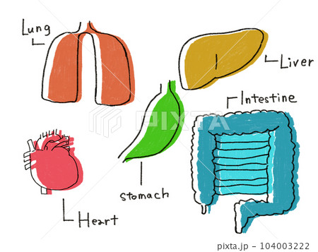 臓器イラスト 104003222
