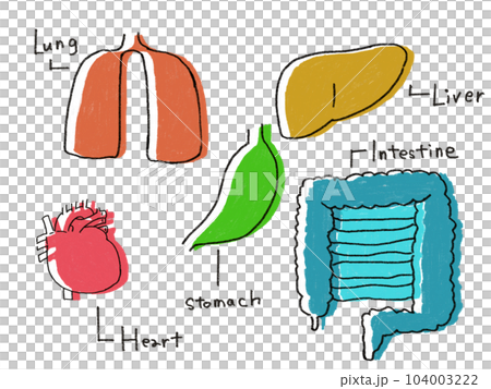 臓器イラスト 104003222
