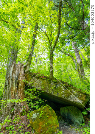 初春の奥入瀬渓谷 石ヶ戸 岩小屋 初春の奥入瀬渓谷 石ヶ戸 岩小屋 104003279