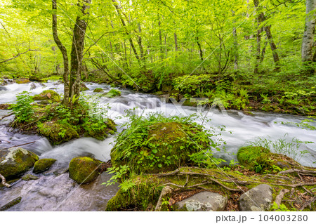初春の奥入瀬渓谷 三乱の流れ 初春の奥入瀬渓谷 三乱の流れ 104003280