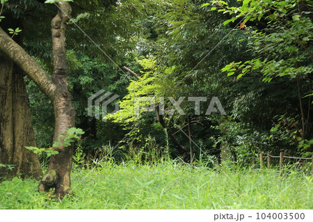 三ッ池公園を歩いた 104003500