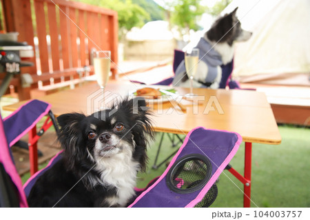 折りたたみチェアに座ってバーベキューを楽しむ犬 104003757