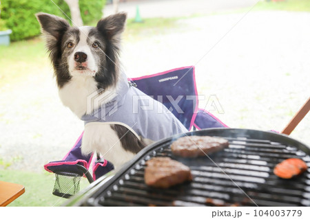 コンロで焼いているステーキをじっと見つめるボーダーコリー 104003779