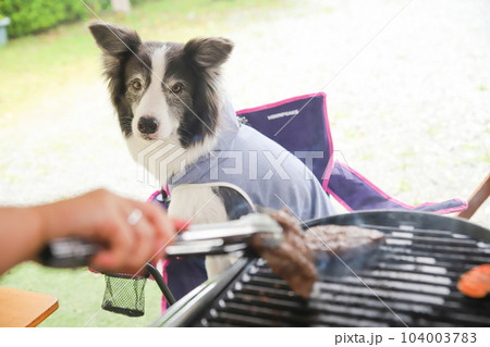 コンロで焼いているステーキをじっと見つめるボーダーコリー 104003783