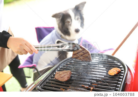 コンロで焼いているステーキをじっと見つめるボーダーコリー 104003788