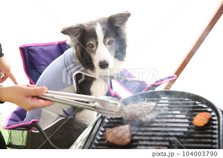 コンロで焼いているステーキをじっと見つめるボーダーコリー 104003790