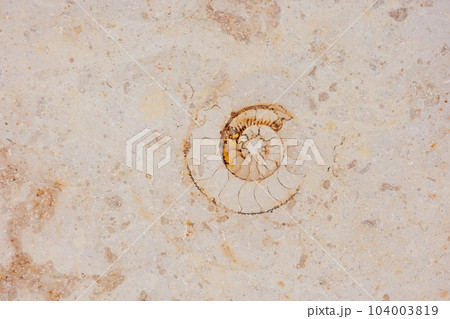 ammonite on wall of modern sand-colored building. cross-section of shell of an ancient mollusk 104003819