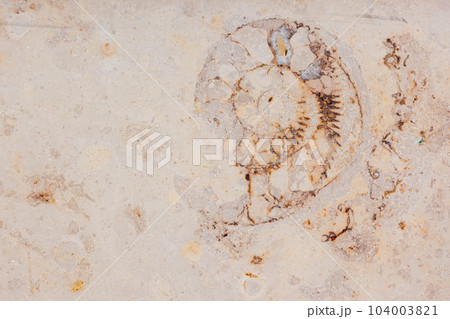 ammonite on wall of modern sand-colored building. cross-section of shell of an ancient mollusk ammonite on wall of modern sand-colored building. cross-section of shell of an ancient mollusk 104003821