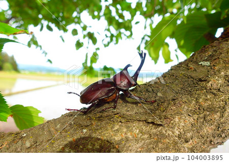 カブトムシ 夏休み 子供 カブトムシ 夏休み 子供 104003895