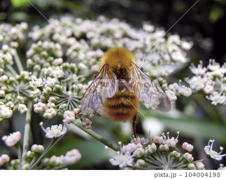 コマルハナバチ♂（秋田市下浜長浜・6/14）同じ花には♀がいた 104004198