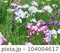 花菖蒲 104004617