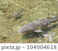 魚 104004618