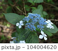 野草 104004620