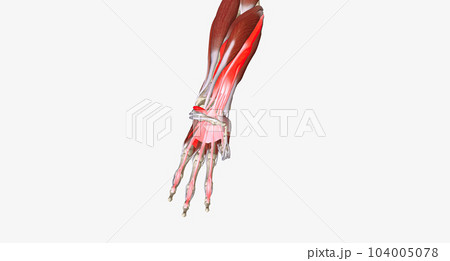 Hand Grip is the action of grasping and manipulating objects. Hand Grip is the action of grasping and manipulating objects. 104005078